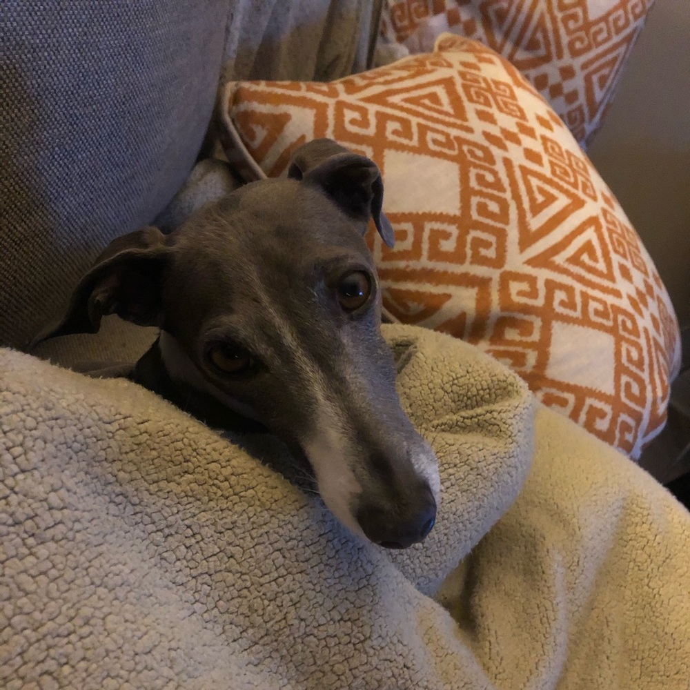 Meet your Posher, Marcy